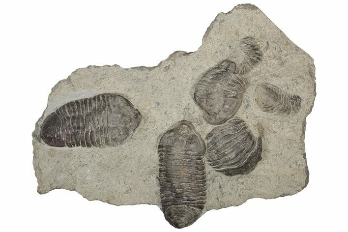 Plate Of Large Parahomalonotus Trilobites - Foum Zguid, Morocco #171025